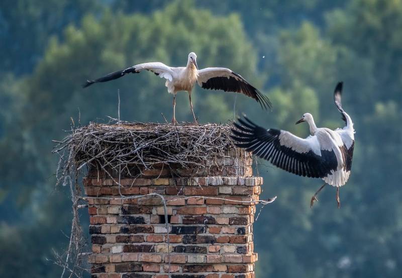 Professional Chimney Animal Removal Services in Immokalee, Florida