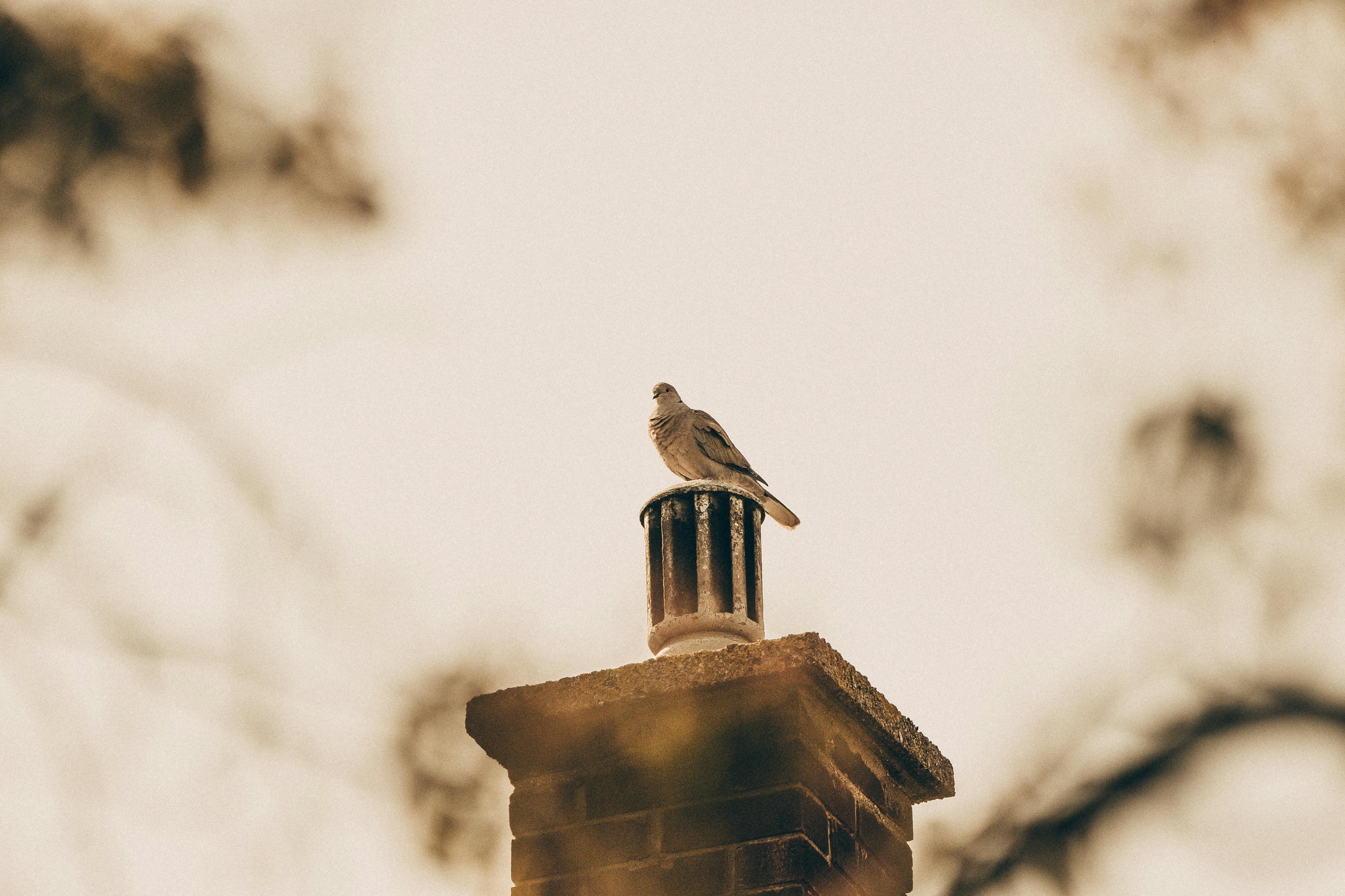 Professional Chimney Cap and Damper In Immokalee Florida